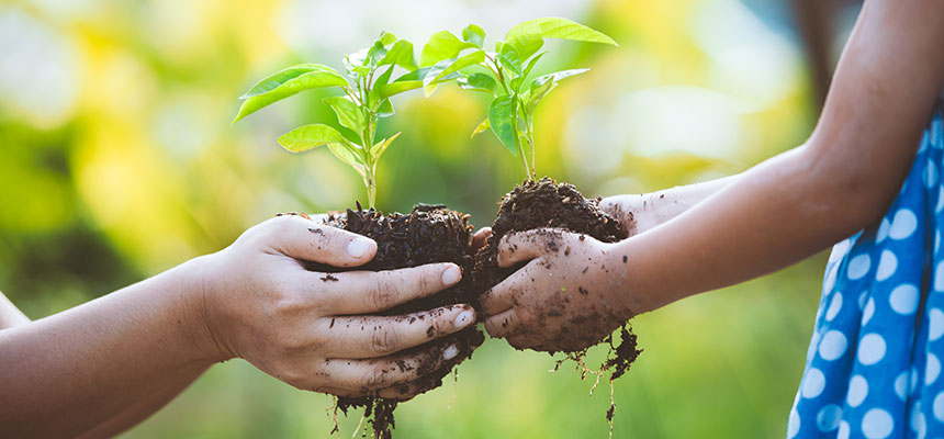 A two hands hold the plant with soil